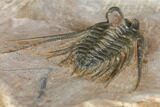 Kettneraspis Trilobite (Long Occipital Horn) - Lghaft, Morocco #146614-5